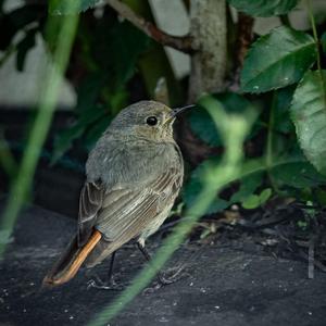 Black Redstart