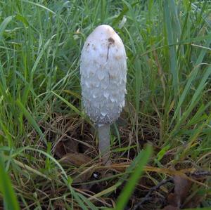 Shaggy Mane