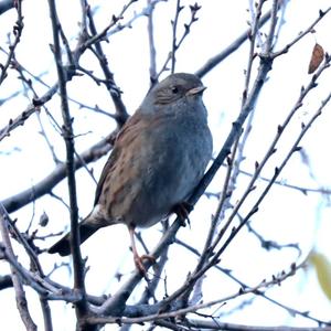 Hedge Accentor