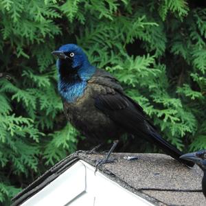 Common Grackle