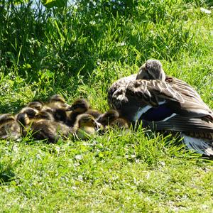 Mallard