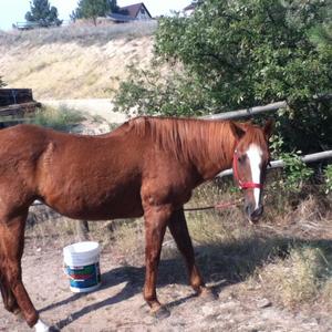 American Quarter Horse