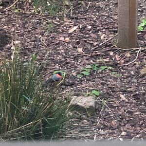 Eurasian Bullfinch