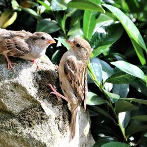 House Sparrow