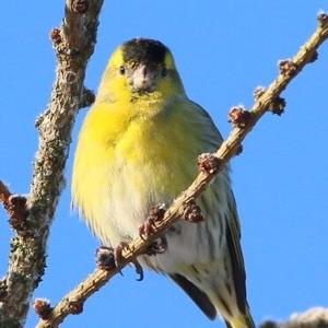 Eurasian Siskin