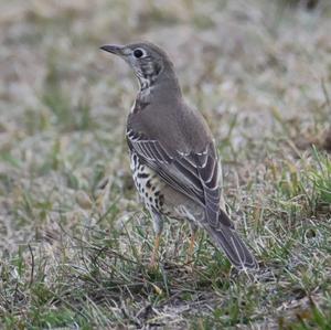 Mistle Thrush