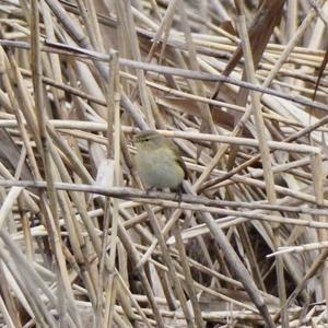 Common Chiffchaff