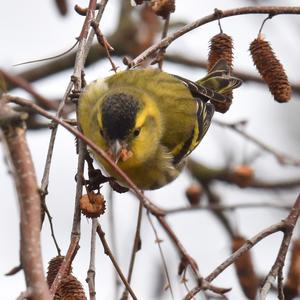 Eurasian Siskin