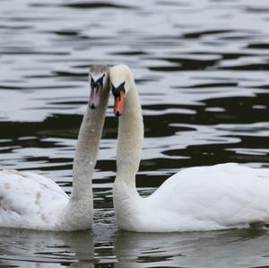 Höckerschwan