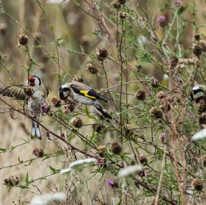 European Goldfinch