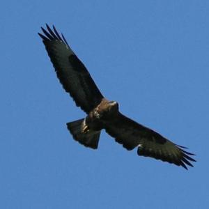 Common Buzzard