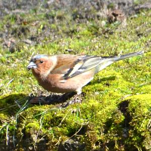 Eurasian Chaffinch