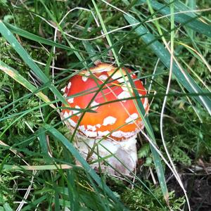 Fly Agaric