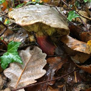 Red-cracked Bolete