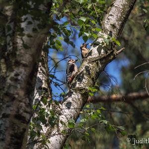 Great Spotted Woodpecker