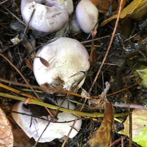 Wood Blewit