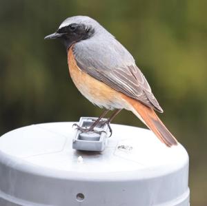 Common Redstart