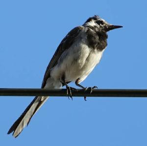 White Wagtail