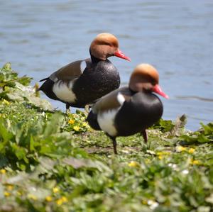 Red-crested Pochard