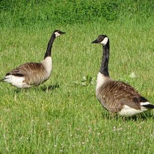 Canada Goose