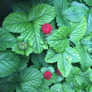 Woodland Strawberry