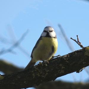 Blue Tit