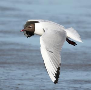 Black-headed Gull