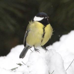 Great Tit