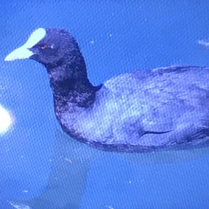 Common Coot