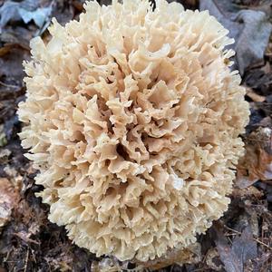 Eastern Cauliflower Mushroom