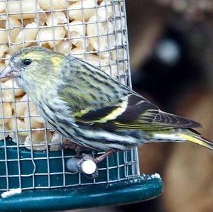 Eurasian Siskin