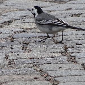 White Wagtail