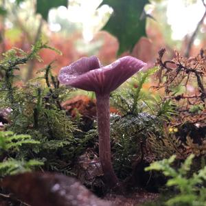 Amethyst Deceiver