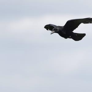 Carrion Crow