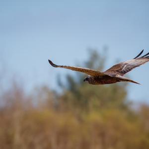 Western Marsh-harrier