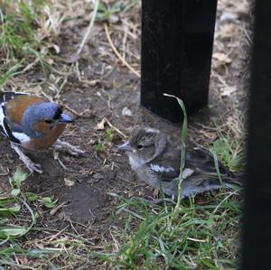 Eurasian Chaffinch