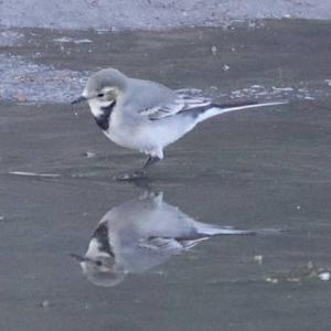 White Wagtail