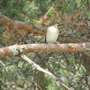 European Pied Flycatcher