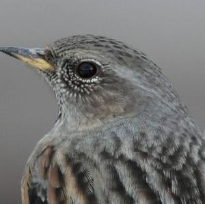 Alpine Accentor