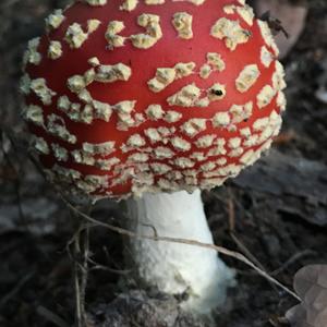 Fly Agaric