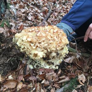 Eastern Cauliflower Mushroom