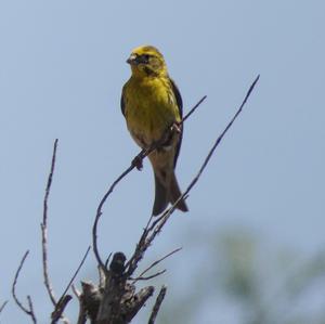 European Serin