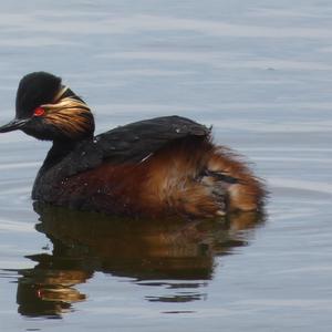 Black-necked Grebe