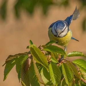 Blue Tit