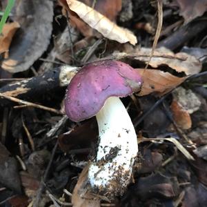 Shellfish-scented Russula