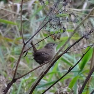 Winter Wren