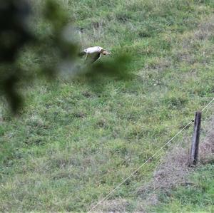 Common Buzzard