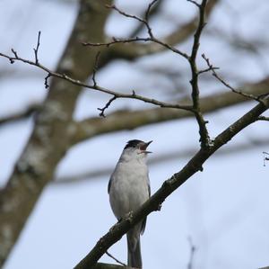 Blackcap