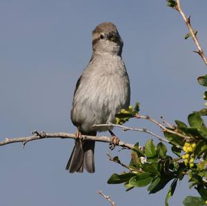 House Sparrow