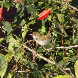 Common Tailorbird